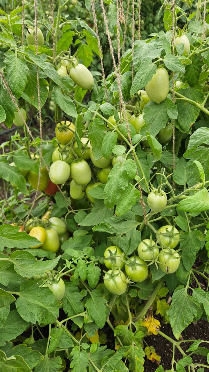 Fertilizer Result
