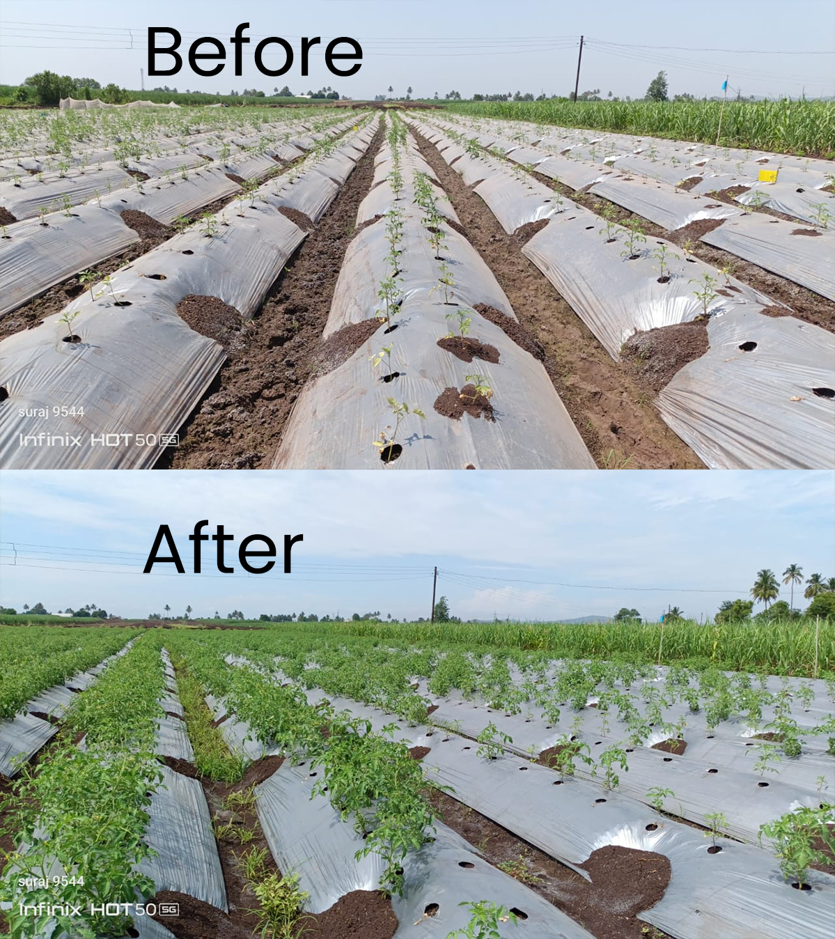 Fertilizer Result